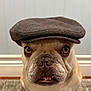 dog, bulldog, french_bulldog, pet, hat, flat_cap, headwear, portrait, indoor, wall, baseboard, rug, carpet, brown, beige, eyes, teeth, expression, whiskers, sitting