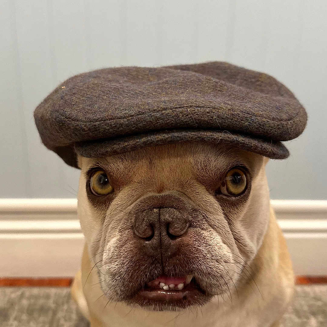 Kenzo joined the competition — help win amazing prizes! dog, bulldog, french_bulldog, pet, hat, flat_cap, headwear, portrait, indoor, wall, baseboard, rug, carpet, brown, beige, eyes, teeth, expression, whiskers, sitting
