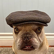 Kenzo is registered to the contest to win money with this photo: dog, bulldog, french_bulldog, pet, hat, flat_cap, headwear, portrait, indoor, wall, baseboard, rug, carpet, brown, beige, eyes, teeth, expression, whiskers, sitting