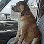 dog, car_interior, seat, window, collar, side_mirror, tree, sky, pet, animal, canine, vehicle, door_handle, seatbelt, looking_out, sitting, brown_fur, alert, domestic_animal, companion