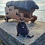 dog, black_dog, cannon, concrete_platform, water, sky, cloudy, outdoor, grass, leash, wood, metal, animal, pet, tongue_out, happy, nature, landscape, historic, coast