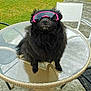 dog, black_dog, sunglasses, pink_sunglasses, glass_table, wicker_chair, outdoor, patio, grass, pet, animal, fluffy, cool, summer, shade, leisure, chair, table, sunny, funny