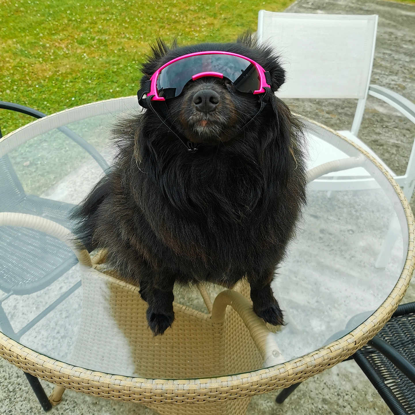 Shirkane participe au concours pour gagner de l'argent avec cette photo : animal, black_dog, chair, cool, dog, fluffy, funny, glass_table, grass, leisure, outdoor, patio, pet, pink_sunglasses, shade, summer, sunglasses, sunny, table, wicker_chair