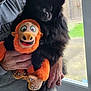 dog, black_dog, plush_toy, person, hand, sweatshirt, window, door, green_grass, indoor, pet, furry, toy, holding, paw, face, smiling_toy, orange, cute, animal