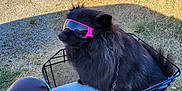 Shirkane participe au concours pour gagner de l'argent avec cette photo : dog, black_dog, sunglasses, bike_basket, bicycle, outdoor, sunny, grass, gravel, chain, pet, animal, cool, accessory, seat, wheel, shadow, nature, daytime, leisure