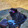 dog, black_dog, sunglasses, bike_basket, bicycle, outdoor, sunny, grass, gravel, chain, pet, animal, cool, accessory, seat, wheel, shadow, nature, daytime, leisure