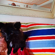 Dominique Leleu a rejoint le concours — aidez-le/la à gagner de superbes lots ! animal, black_cat, cat, ceiling_fan, colorful, cozy, eyewear, face, furniture, furry, glasses, indoor, mirror, person, pet, red_robe, reflection, resting, shoulder, striped_blanket