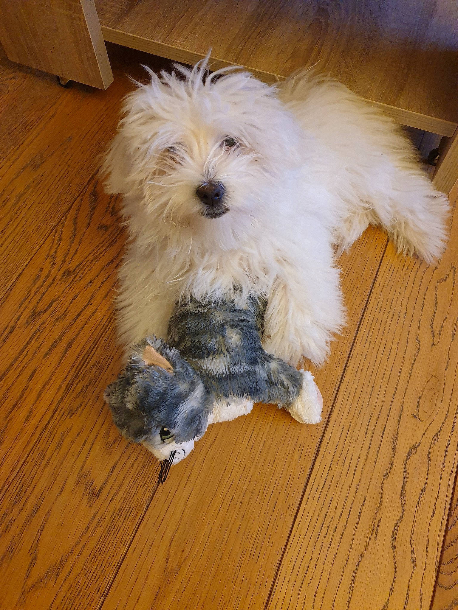 Kawa participe au concours pour gagner de l'argent avec cette photo : bolonka, canidae, carnivore, companion_dog, dog, dog_breed, glen_of_imaal_terrier, havanese, lhasa_apso, maltepoo, maltese, mammal, morkie, poodle_crossbreed, puppy, schnoodle, shih_tzu, sporting_lucas_terrier, terrier, vertebrate