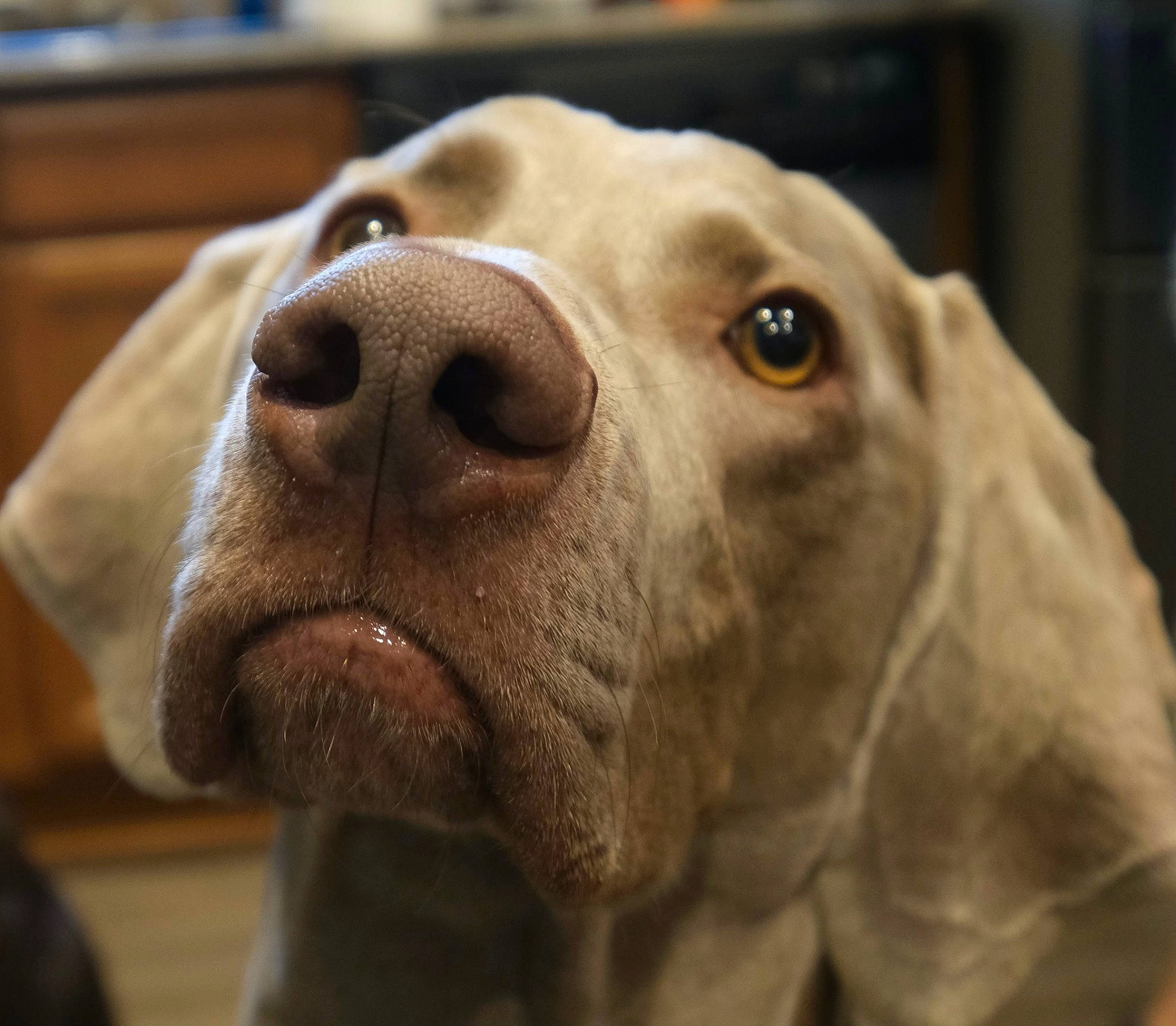 Gooch is registered to the contest to win money with this photo: basset_hound, canidae, carnivore, close_up, collar, companion_dog, dog, dog_breed, ear, fawn, fur, gun_dog, liver, pet_supply, snout, sporting_group, terrestrial_animal, whiskers, working_animal, wrinkle
