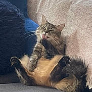 Kora is registered to the contest to win money with this photo: cat, tabby_cat, grooming, tongue_out, belly_up, fluffy, whiskers, paws, tail, sofa, couch, blanket, indoor, living_room, sunlight, cozy, relaxed, pet, long_hair, cute