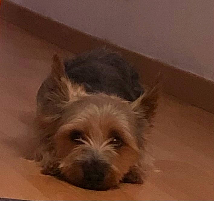 Mistral a rejoint le concours — aidez-le/la à gagner de superbes lots ! australian_terrier, biewer_terrier, canidae, carnivore, companion_dog, dog, dog_breed, dog_supply, fawn, liver, small_terrier, snout, sporting_group, terrestrial_animal, terrier, toy_dog, working_animal, working_terrier, yorkipoo, yorkshire_terrier