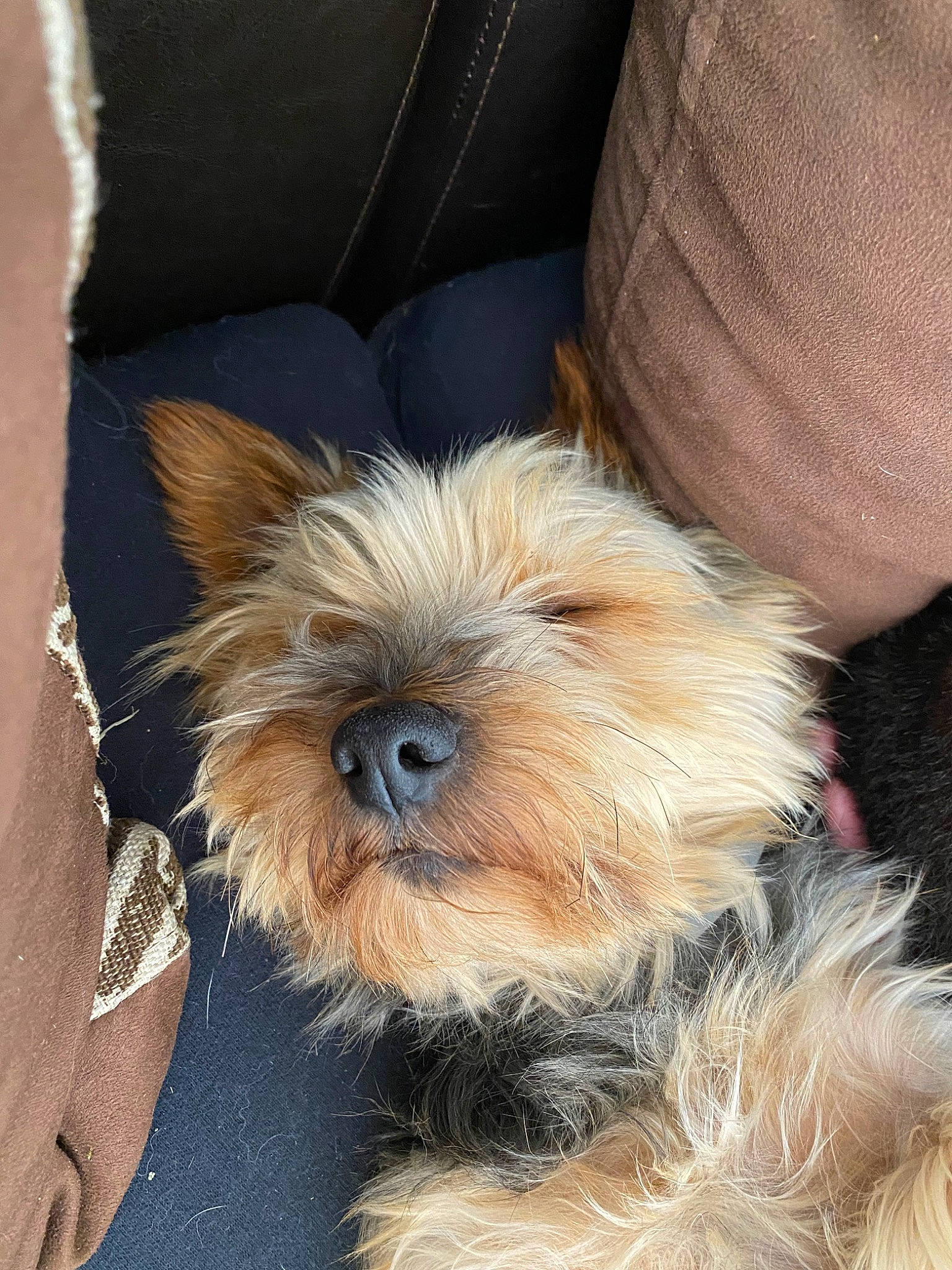 Mistral a rejoint le concours — aidez-le/la à gagner de superbes lots ! biewer_terrier, canidae, carnivore, companion_dog, dog, dog_breed, fawn, fur, liver, maltepoo, puppy, small_terrier, snout, sporting_group, terrestrial_animal, terrier, toy_dog, whiskers, working_animal, yorkipoo