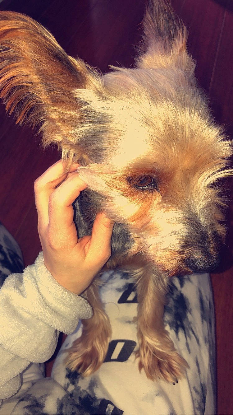 Mistral participe au concours pour gagner de l'argent avec cette photo : australian_terrier, blond, canidae, carnivore, cloud, companion_dog, dog, dog_breed, fawn, fur, gesture, happy, paw, puppy_love, small_terrier, snout, sporting_group, terrier, toy_dog, whiskers