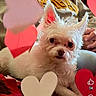 closeup, colorful, companion, cozy, crafts, curious_eyes, cute, dog, ears, fur, human_hand, indoor, love, paper_hearts, pet, relaxed, small_dog, snout, valentines_day, white_dog