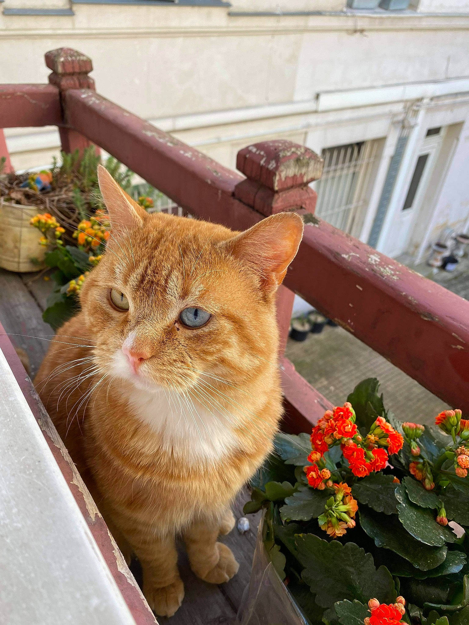 Caramel