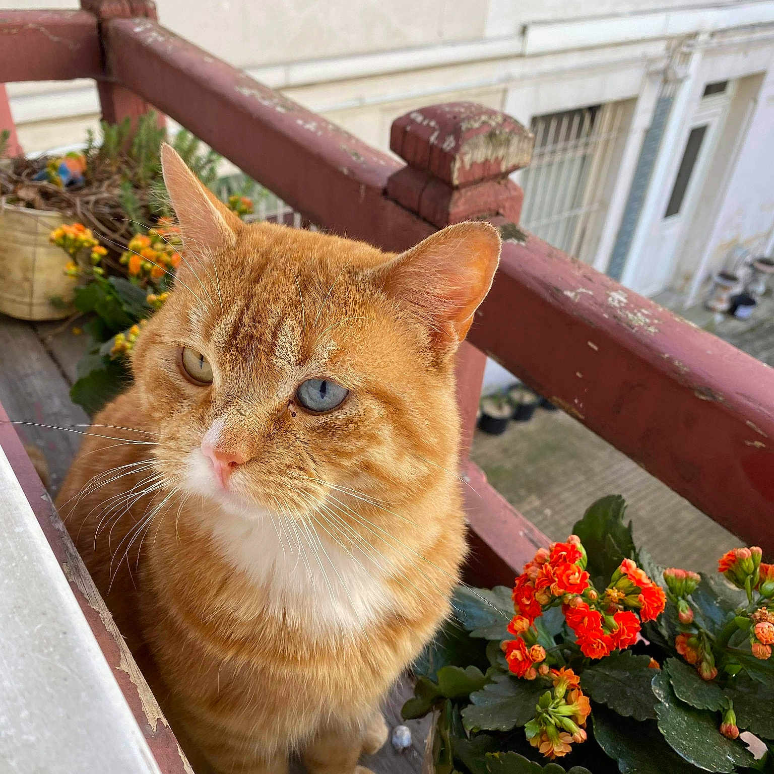 Caramel