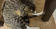 Rei is registered to the contest to win money with this photo: animal, carpet, cat, curious, cute, domestic_animal, ears, feline, floor, indoor, looking, paws, pet, relaxed, resting, scratching_post, tabby_cat, tail, whiskers, wooden_furniture
