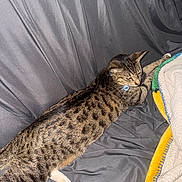 Rei is registered to the contest to win money with this photo: cat, tabby, animal, pet, feline, stretching, gray_background, blanket, fabric, indoor, fur, whiskers, collar, striped, relaxed, paw, cute, domestic_animal, resting, side_view