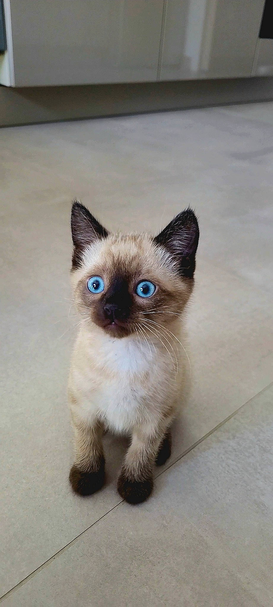 Edgar participe au concours pour gagner de l'argent avec cette photo : birman, carnivore, cat, electric_blue, eye, fawn, felidae, fur, head, iris, siamese, small_to_medium_sized_cats, snout, tail, terrestrial_animal, whiskers