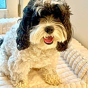 Coco joined the competition — help win amazing prizes! dog, curly_fur, black_and_white, pet, indoor, dog_bed, window, happy, tongue_out, fur, animal, cozy, fluffy, cute, domestic_animal, portrait, sitting, home, carpet, soft