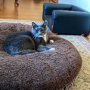 Vito is registered to the contest to win money with this photo: animal, blue_sofa, cat, cat_tunnel, comfortable, cozy, cute, feline, fluffy_bed, furniture, gray_cat, home, indoor, living_room, pet_bed, relaxed, resting, rug, whiskers, wooden_floor
