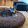 animal, blue_sofa, cat, cat_tunnel, comfortable, cozy, cute, feline, fluffy_bed, furniture, gray_cat, home, indoor, living_room, pet_bed, relaxed, resting, rug, whiskers, wooden_floor
