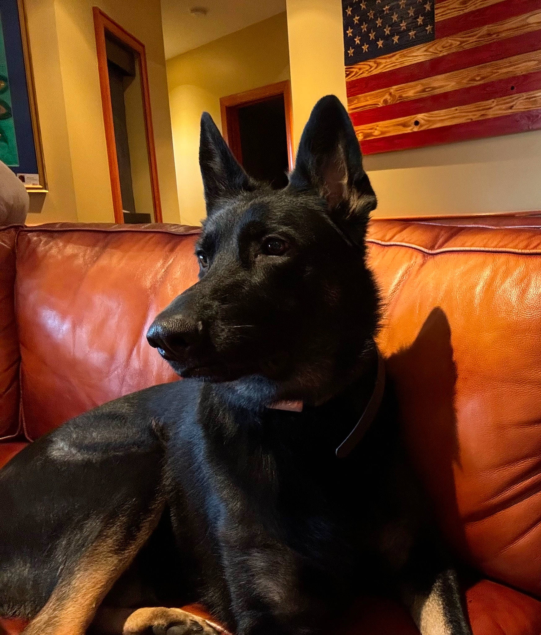 Milo joined the competition — help win amazing prizes! canidae, carnivore, comfort, companion_dog, dog, dog_breed, fur, guard_dog, herding_dog, mammal, picture_frame, room, snout, sporting_group, tail, vertebrate, whiskers, window, working_animal, working_dog