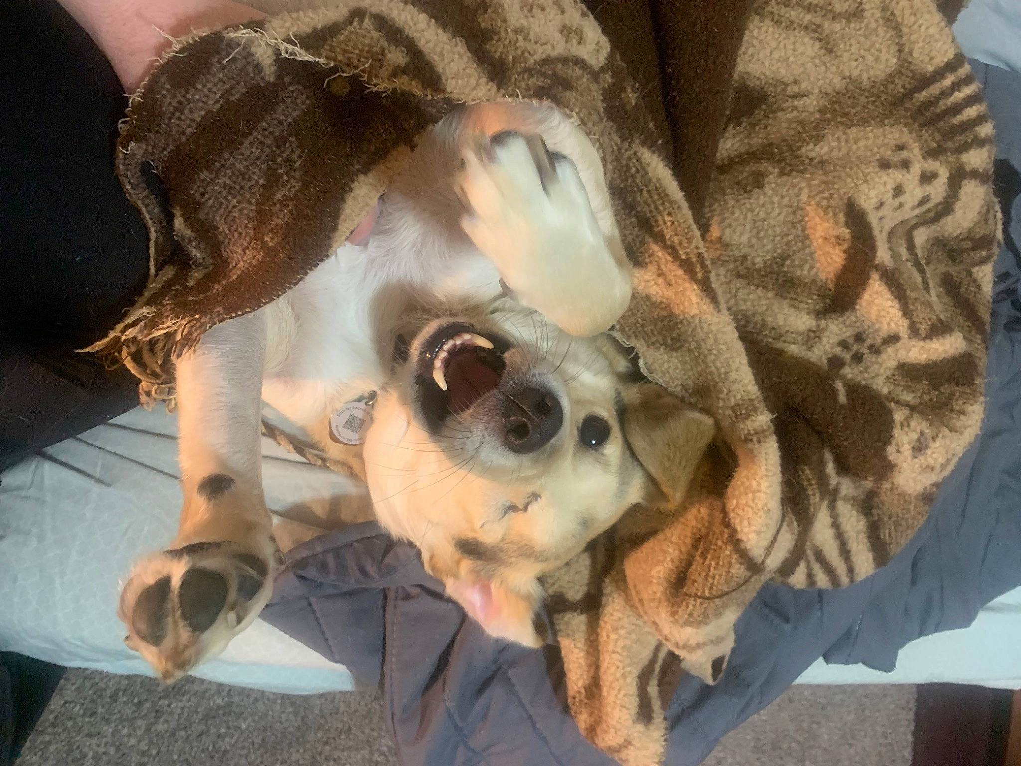 Oliver joined the competition — help win amazing prizes! canidae, carnivore, comfort, companion_dog, dog, dog_breed, ear, eyewear, fawn, fur, glasses, goggles, head, snout, sporting_group, sunglasses, toy_dog, vision_care, whiskers, working_animal