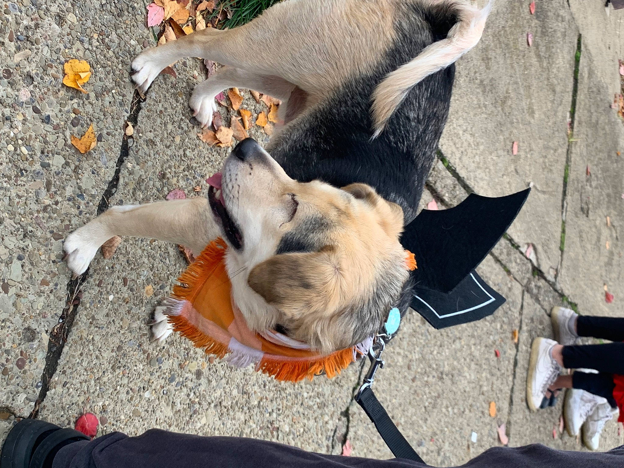 Oliver is registered to the contest to win money with this photo: adventure, canidae, carnivore, collar, comfort, companion_dog, dog, dog_breed, dog_collar, fawn, fur, leash, mammal, non_sporting_group, pet_supply, photograph, snout, tail, vertebrate, working_animal