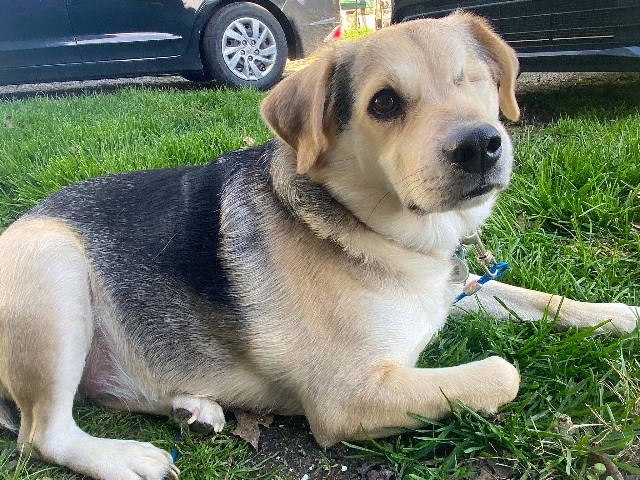 Oliver is registered to the contest to win money with this photo: automotive_lighting, automotive_tire, carnivore, collar, companion_dog, dog, dog_breed, dog_collar, fawn, fender, grass, leash, pet_supply, plant, snout, tail, tire, vehicle_door, wheel, whiskers