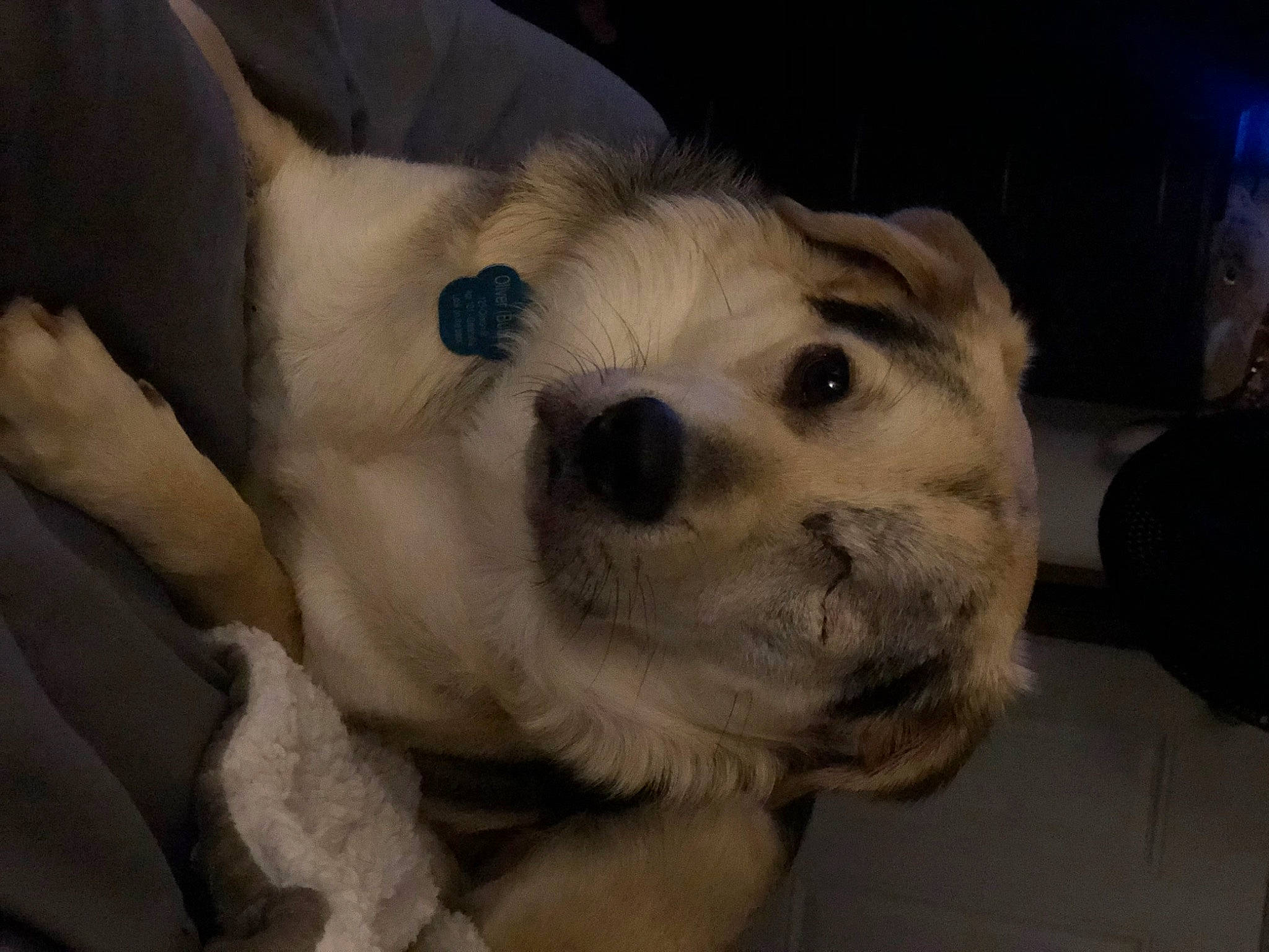 Oliver joined the competition — help win amazing prizes! canidae, carnivore, comfort, companion_dog, couch, dog, dog_breed, ear, eye, fawn, fur, paw, puppy, puppy_love, snout, sporting_group, terrestrial_animal, toy_dog, whiskers, working_animal