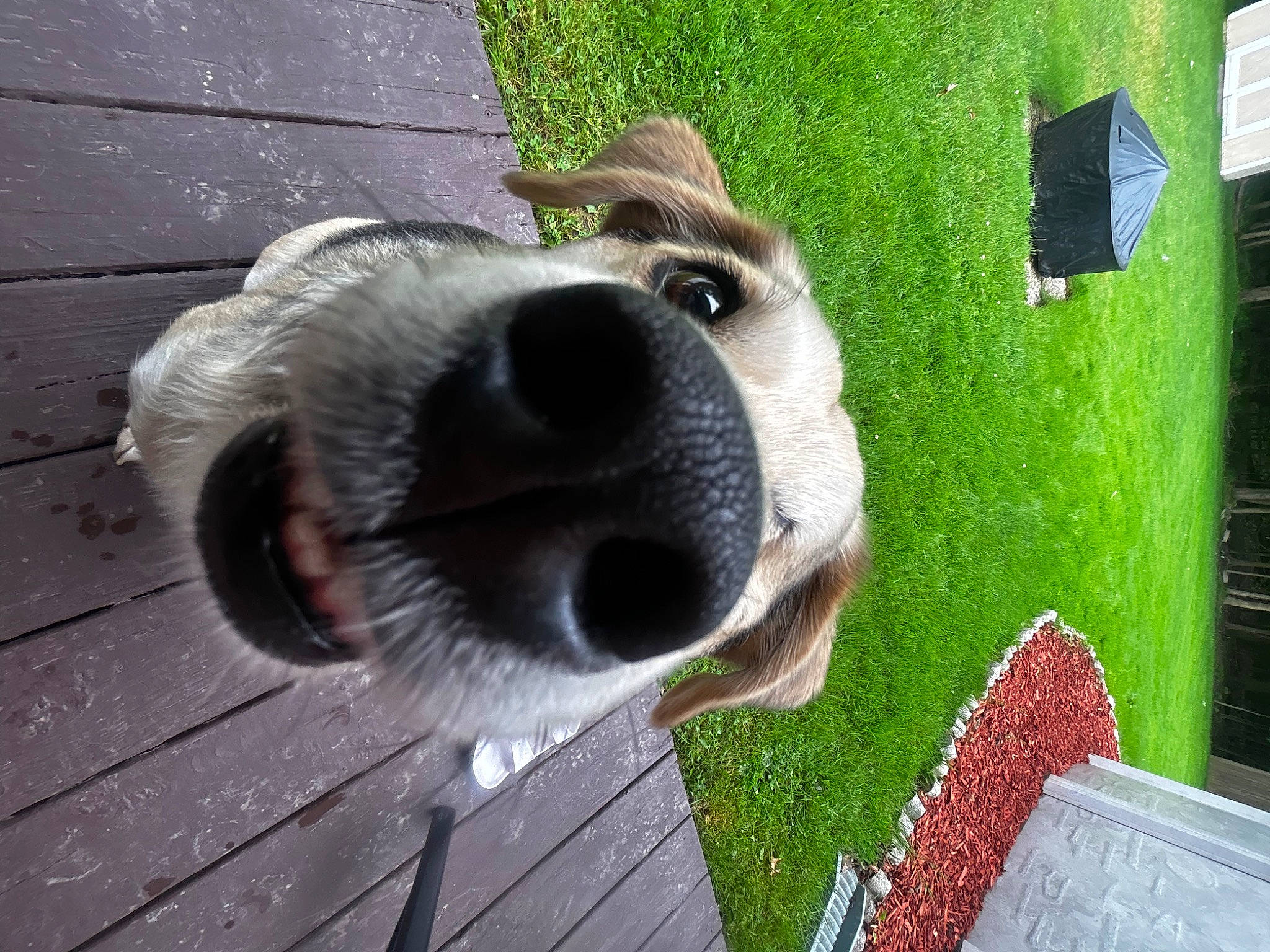 Oliver joined the competition — help win amazing prizes! canidae, carnivore, collar, companion_dog, dog, dog_breed, dog_collar, dog_supply, fawn, fur, giant_dog_breed, grass, leash, pet_supply, snout, sporting_group, tail, whiskers, wood, working_animal