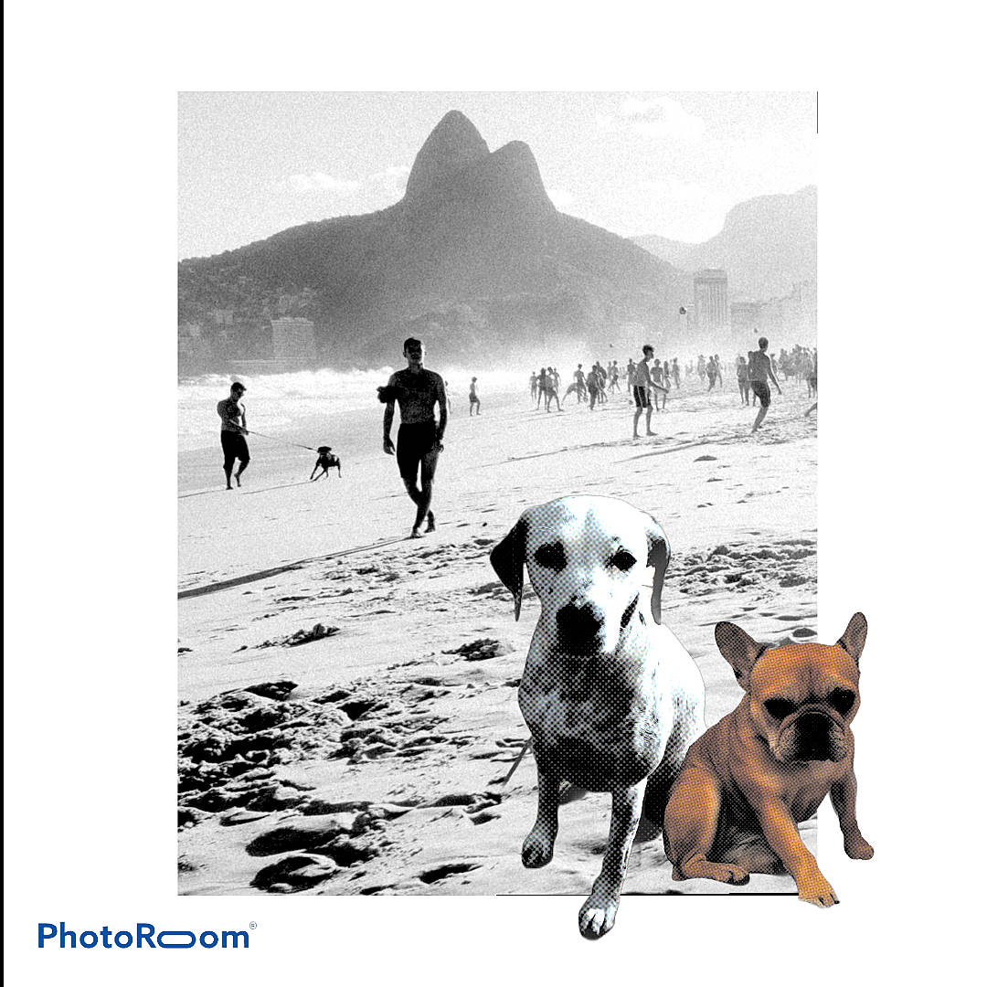 Zilia a rejoint le concours — aidez-le/la à gagner de superbes lots ! adventure, black_and_white, canidae, carnivore, dog, dog_breed, dog_walking, mountain, photography, sporting_group, stock_photography, vacation, walking