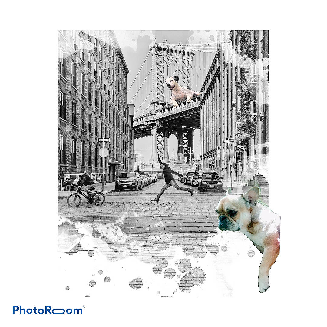 Zilia participe au concours pour gagner de l'argent avec cette photo : canidae, companion_dog, illustration, non_sporting_group, photography, stock_photography