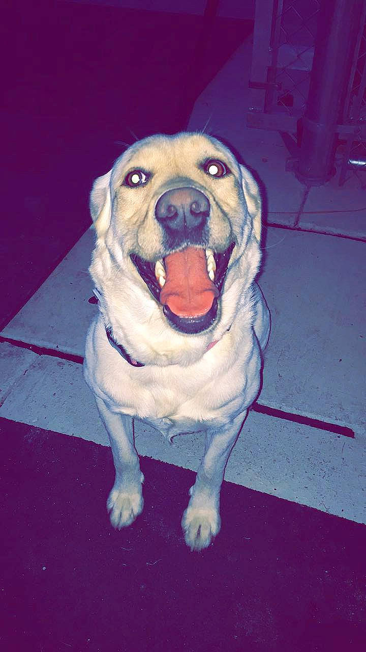 Marlee is registered to the contest to win money with this photo: canidae, carnivore, collar, companion_dog, dog, dog_breed, dog_clothes, dog_collar, dog_supply, electric_blue, eye, fawn, happy, head, jaw, smile, snout, sporting_group, t_shirt, whiskers