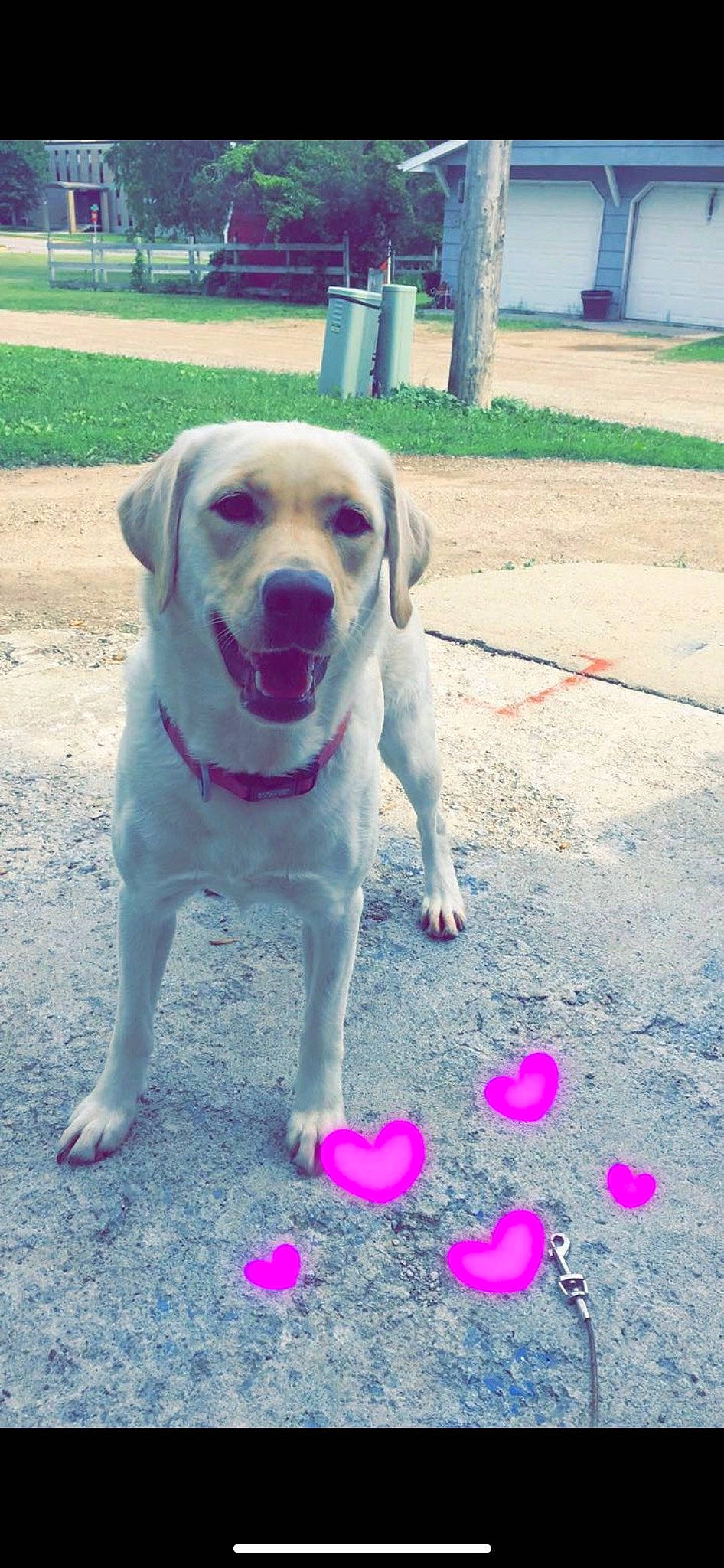 Marlee joined the competition — help win amazing prizes! carnivore, collar, companion_dog, dog, dog_breed, dog_collar, dog_supply, fawn, grass, gun_dog, paw, pet_supply, petal, plant, road_surface, sidewalk, snout, sporting_group, tail, working_animal