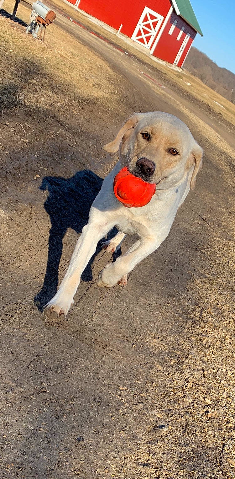 Marlee joined the competition — help win amazing prizes! adventure, ball, carnivore, collar, companion_dog, dog, dog_breed, dog_collar, dog_supply, fawn, landscape, leash, pet_supply, retriever, sky, snout, soil, sporting_group, tail, working_animal