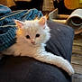 kitten, cat, white_fur, fluffy, paw, cushion, indoor, pet, feline, relaxed, soft_light, home, cozy, fur, animal, cute, young, domestic, resting, curious