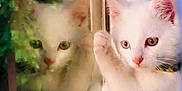 Tipi participe au concours pour gagner de l'argent avec cette photo : cat, kitten, white_cat, window, reflection, paw, curious, indoor, pet, animal, feline, collar, closeup, face, young, soft_light, cozy, looking, glass, nature_reflection