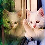 cat, kitten, white_cat, window, reflection, paw, curious, indoor, pet, animal, feline, collar, closeup, face, young, soft_light, cozy, looking, glass, nature_reflection