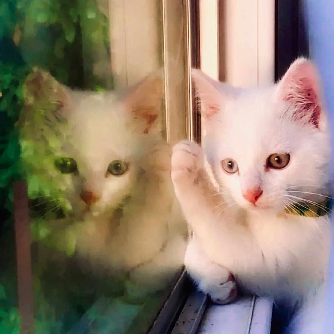 Tipi participe au concours pour gagner de l'argent avec cette photo : animal, cat, closeup, collar, cozy, curious, face, feline, glass, indoor, kitten, looking, nature_reflection, paw, pet, reflection, soft_light, white_cat, window, young