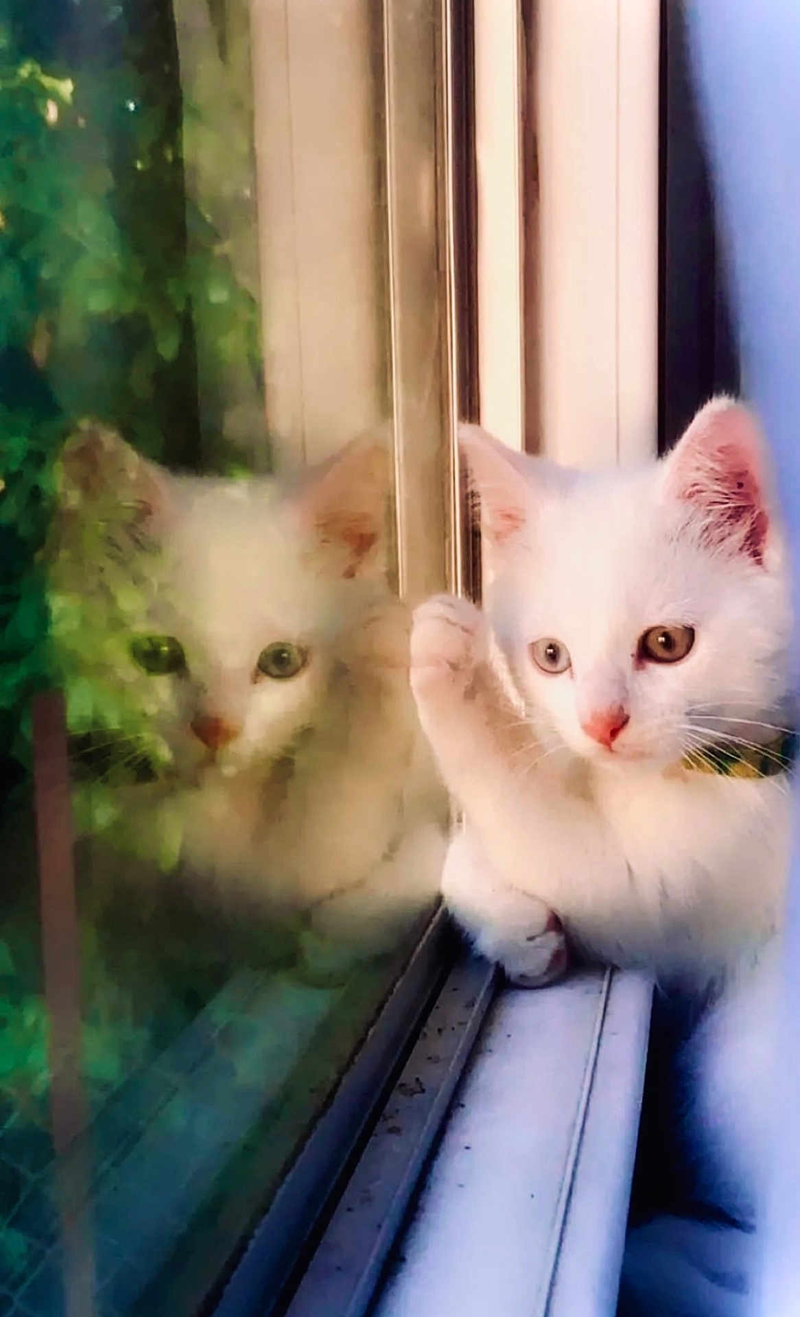 Tipi participe au concours pour gagner de l'argent avec cette photo : cat, kitten, white_cat, window, reflection, paw, curious, indoor, pet, animal, feline, collar, closeup, face, young, soft_light, cozy, looking, glass, nature_reflection