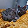 Abyss a rejoint le concours — aidez-le/la à gagner de superbes lots ! cat, gray_cat, feline, pet, indoor, cozy, blanket, yellow_blanket, fur, relaxed, resting, animal, cute, looking_away, window, home, soft_light, calm, domestic_cat, texture