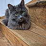 Abyss a rejoint le concours — aidez-le/la à gagner de superbes lots ! cat, gray_cat, fluffy, green_eyes, stairs, wooden_stairs, indoor, pet, animal, feline, curious, resting, close_up, whiskers, fur, domestic_cat, cute, portrait, looking_at_camera, cozy