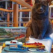 Abyss a rejoint le concours — aidez-le/la à gagner de superbes lots ! cat, gray_cat, toy, toy_boat, vintage_toy, indoor, shelf, collectibles, table, furniture, room, decor, animal, pet, feline, model_car, box, display, soft_toy, curiosity