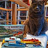 cat, gray_cat, toy, toy_boat, vintage_toy, indoor, shelf, collectibles, table, furniture, room, decor, animal, pet, feline, model_car, box, display, soft_toy, curiosity