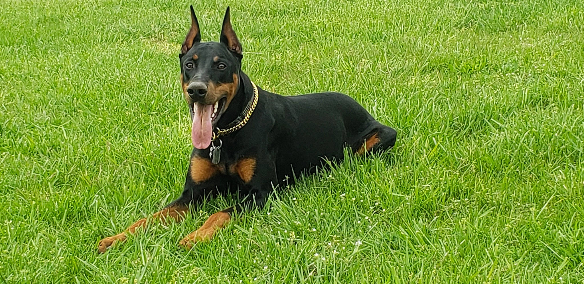 Sauron is registered to the contest to win money with this photo: canidae, carnivore, companion_dog, dobermann, dog, dog_breed, dog_supply, event, grass, guard_dog, herding_dog, hunting_dog, lawn, pinscher, prazsky_krysarik, snout, sporting_group, working_animal, working_dog