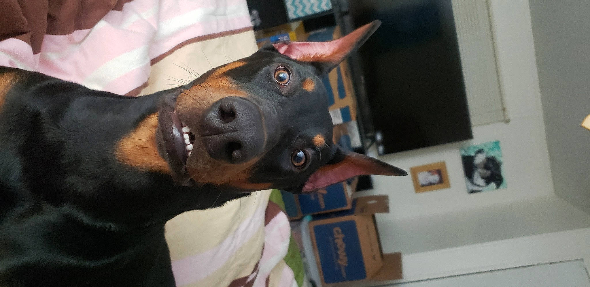 Sauron joined the competition — help win amazing prizes! carnivore, collar, companion_dog, dog, dog_breed, ear, fashion_accessory, fawn, fur, gesture, guard_dog, jaw, liver, picture_frame, snout, sporting_group, street_fashion, tie, working_animal, working_dog