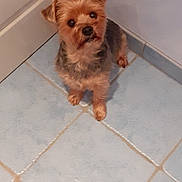 Pepette participe au concours pour gagner de l'argent avec cette photo : dog, small_dog, pet, indoor, floor, tile_floor, brown_fur, black_nose, ears, animal, curious, looking_up, corner, door, wall, fur, cute, companion, domestic_animal, canine