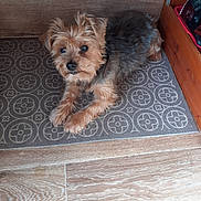 Galipette a rejoint le concours — aidez-le/la à gagner de superbes lots ! dog, pet, animal, fur, brown, black, small_dog, indoor, floor, mat, wooden_floor, curious, looking_up, cute, companion, domestic, household, cozy, resting, canine